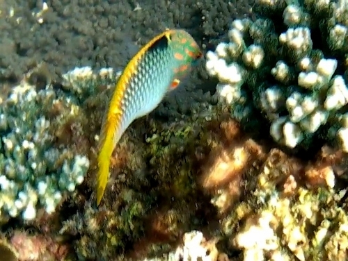 Checkerboard Wrasse (Halichoeres hortulanus)