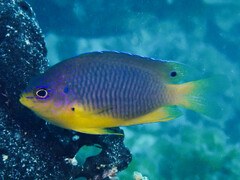 Pacific Cocoa Damselfish photo 2