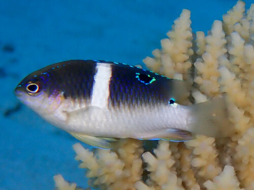Deep reef chromis (Chrysiptera biocellata) — Pomacentridae — 2