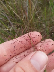 Dichanthelium leucothrix