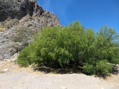 Prosopis articulata