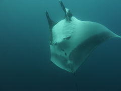 Mobula birostris
