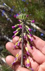 Boechera californica