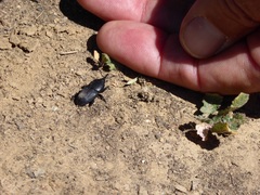 Scyphophorus yuccae