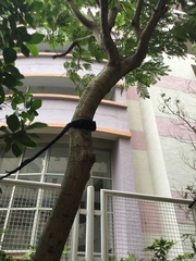 Peltophorum pterocarpum