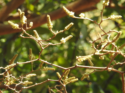 Croton stellatopilosus