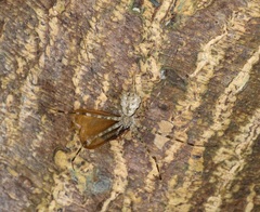 Hersilia albomaculata