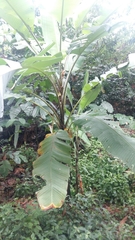 Musa acuminata