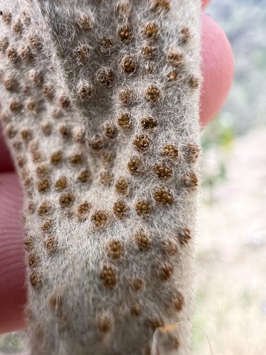 Pyrrosia mannii