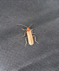 Pacificanthia consors