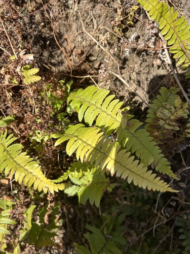 Himalayan holly fern (Polystichum lentum)