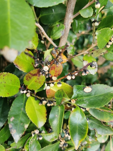 Eurya japonica iNat (3)