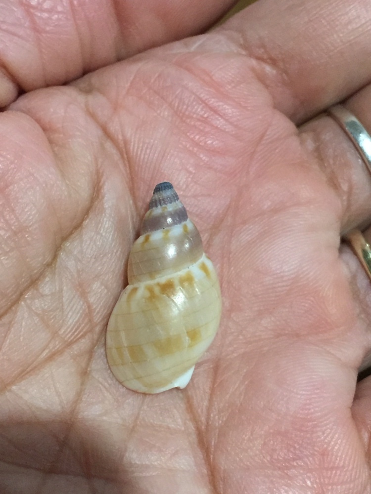 Nassarius particeps from Minnie Water, NSW, AU on March 26, 2024 at 09: ...