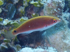 Exquisite Wrasse photo 2