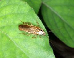 Blattella nipponica