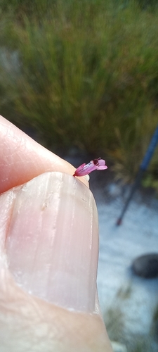 Image of Erica intervallaris by (c) Adele SL, some rights reserved (CC BY)