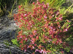 Erica cristata