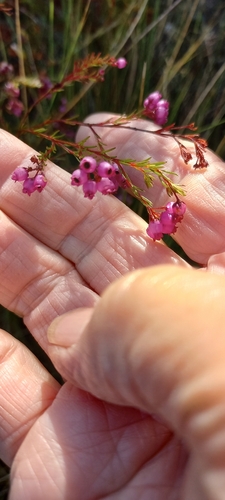 Image of Erica multumbellifera by (c) Adele SL, some rights reserved (CC BY)