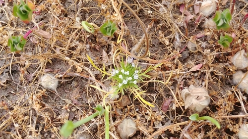 Image of Navarretia fossalis by no rights reserved