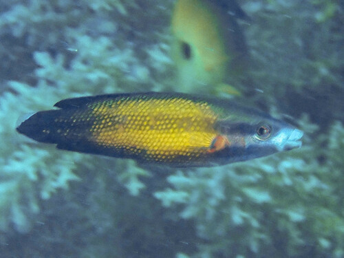 Labropsis micronesica observed 2024-02-28