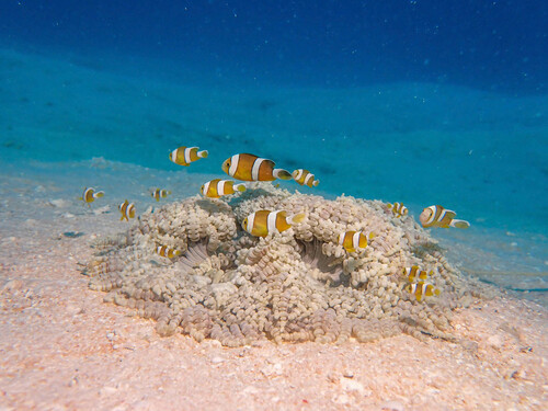 Threeband anemonefish (Amphiprion tricinctus) — Pomacentridae — 4