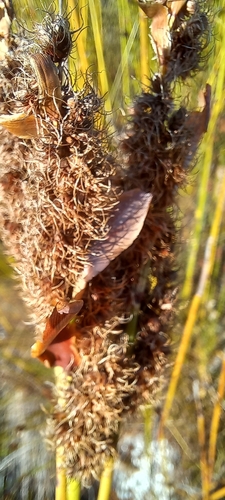Elegia cuspidata, photograph 5