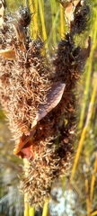 Elegia cuspidata, photograph (c) Adele SL, some rights reserved (CC BY)