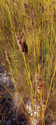 Elegia cuspidata, photograph 6