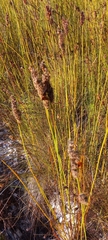 Elegia cuspidata, photograph (c) Adele SL, some rights reserved (CC BY)