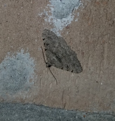 Digrammia gnophosaria