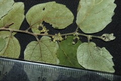 Celtis pallida discolor