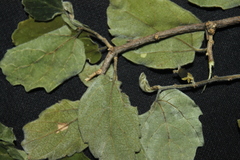Celtis pallida discolor