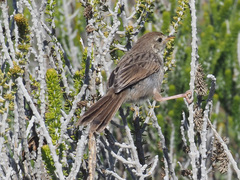 Grey-Backed Cisticola photo 3