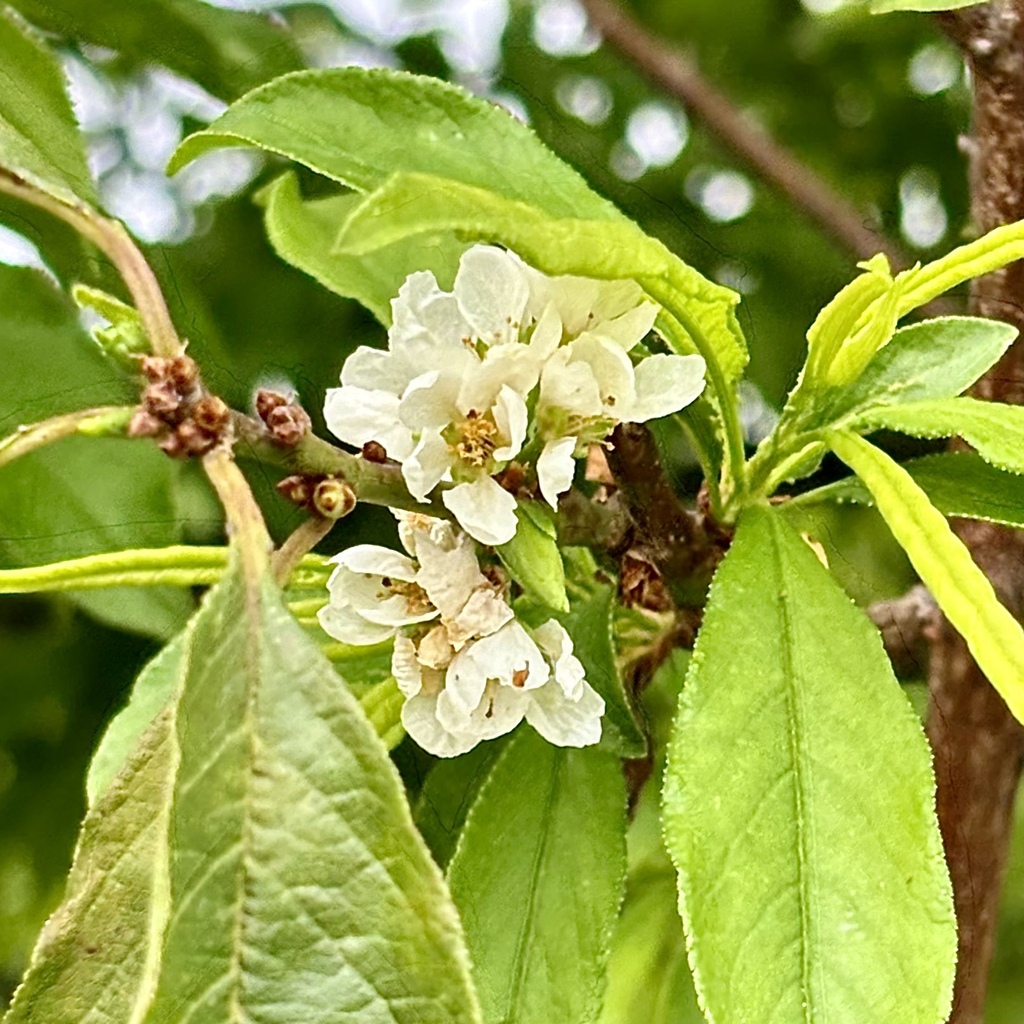 Chinese plum from 河上鄉, 古洞, 新界, HK on March 27, 2024 at 02:12 PM by ...