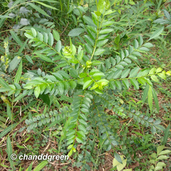 Zanthoxylum avicennae