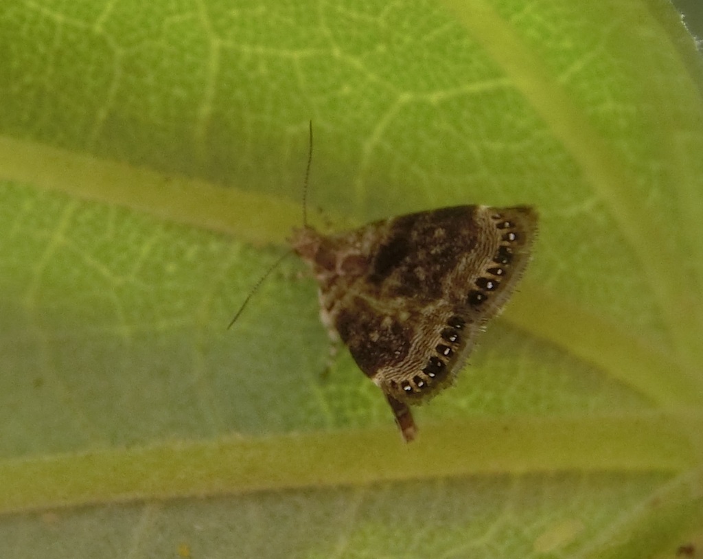 Peacock Moths from 638台灣雲林縣麥寮鄉 on March 27, 2024 at 01:41 PM by ...