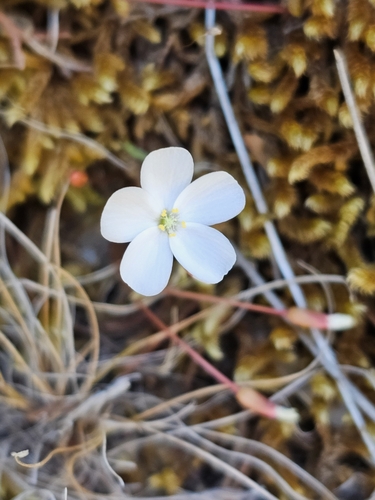 Image of Drosera praefolia by (c) Rosalie Lawrence, some rights reserved (CC BY)