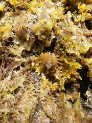 Acanthonyx lunulatus