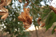 Dioscorea galeottiana