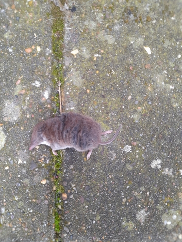 Greater White-toothed Shrew, Noord-Holland, NL, photo 9 of 10