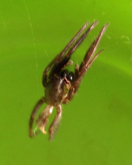 Segestriidae