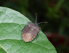 Coridius