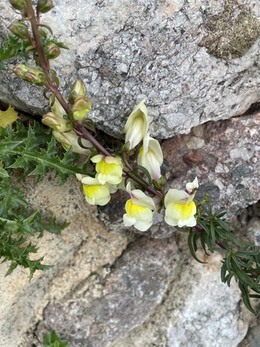 Antirrhinum siculum (Antirrhinum siculum)