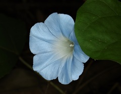Ipomoea nil