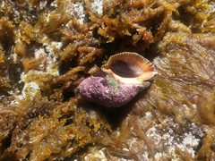 Stramonita haemastoma