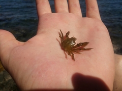 Acanthonyx lunulatus