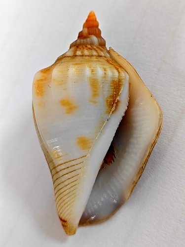 Neodilatilabrum robustum observed 2024-03-27