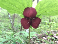 Trillium vaseyi