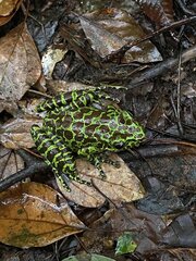 Lung-Shen-Hsien Frog photo 3