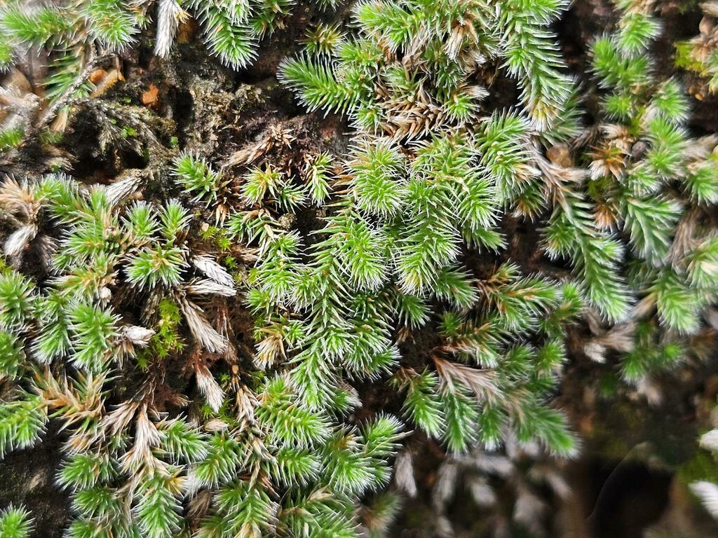 Selaginella nivea